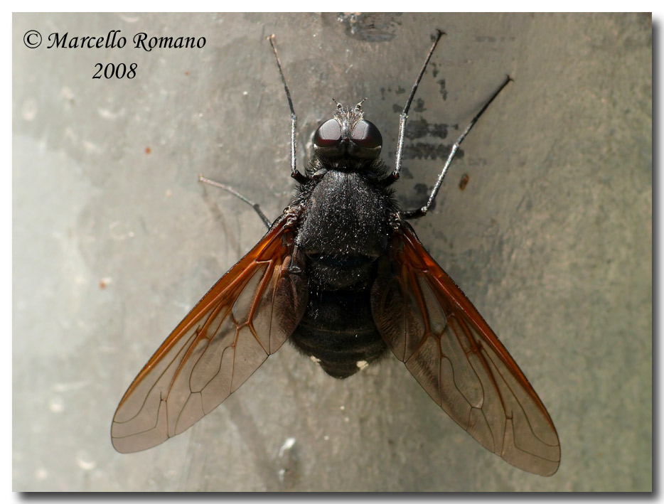Insetti dalla Croazia: 9. Satyramoeba hetrusca (Bombyliidae)